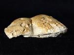 Pygope catulloi PICTET 1867 - Bild © FossNet FossilienStore